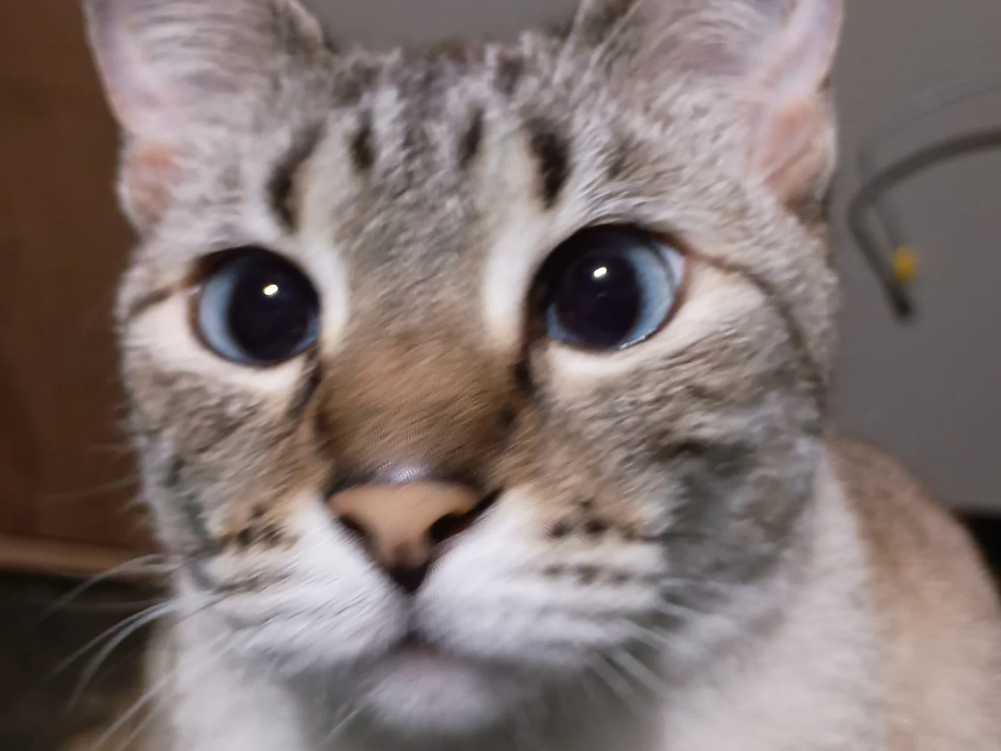 Asset